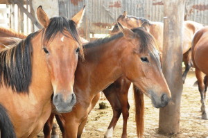 Desde o início das doações, em 2016, foram entregues 37 cavalos em quatro edições