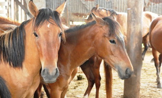 Nova doação de cavalos acontecerá em agosto