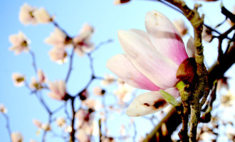 A beleza das flores em pleno inverno