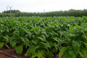 Apesar de não relacionar diretamente a queda no faturamento à redução do total de fumantes, o presidente da Afubra, Benício Werner reconhece que o número de agricultores trabalhando com tabaco está diminuindo e que foi preciso reduzir a área plantada para “uma adequação entre oferta e demanda”.