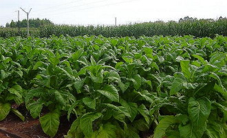 Políticas antifumo impactam cultura do tabaco no Brasil