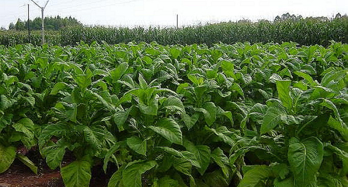 SICREDI ZONA SUL : Financiamento para os produtores de tabaco