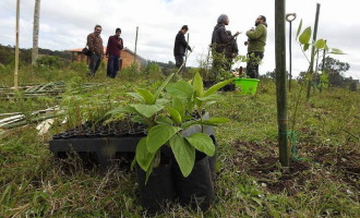 Cortinas vegetais diminuem impactos no campo