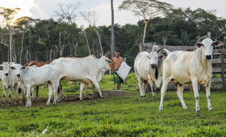 Brasil atinge recorde de 215,2 milhões de cabeças de gado