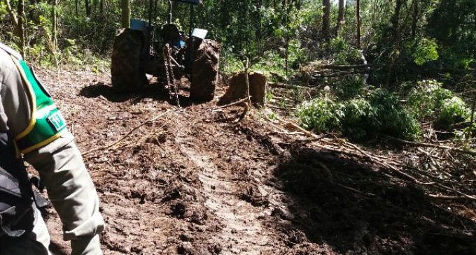 Patram flagra desmatamento na Cascata