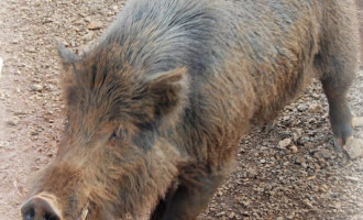 Pesquisa enfoca invasão de javalis no território nacional