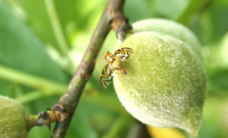 MOSCA-DAS-FRUTAS : Sistema de Alerta faz readequações e planeja mudanças para a safra 2017