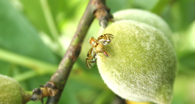 MOSCA-DAS-FRUTAS : Sistema de Alerta faz readequações e planeja mudanças para a safra 2017