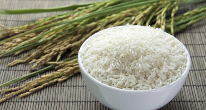 EXPOARROZ 2017 : IRGA apresentará projeto de valorização do arroz