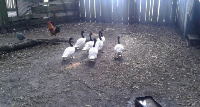 Cisnes de Pescoço Preto  são libertados do cativeiro