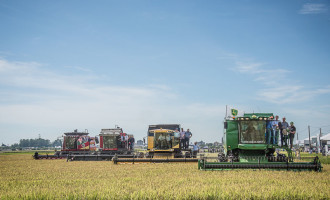 ARROZ : Faltam apenas 12,5 mil hectares  para concluir colheita no Estado