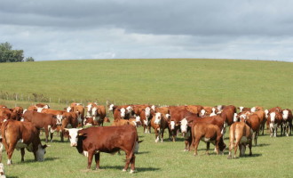 BOVINOS : Incidência de carrapato aumenta com temperatura elevada