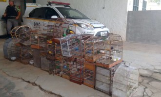 Patram resgata aves silvestres mantidas em cativeiro