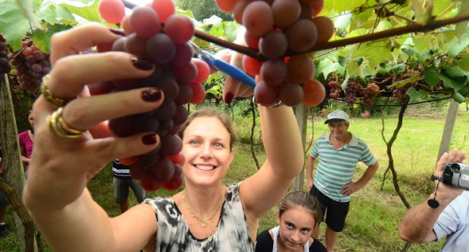 ZONA RURAL : Colheita da uva tem abertura oficial hoje