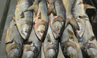 SEMANA SANTA : Começa hoje a 6ª Semana do Peixe