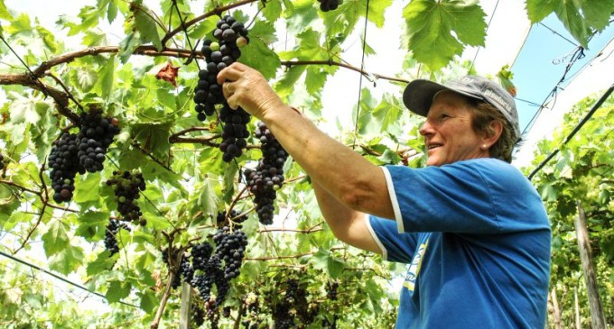 Feiras comercializam cerca de seis toneladas de uva