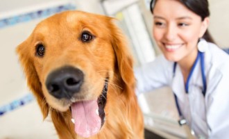 UFPEL : Hospital Veterinário está selecionando profissionais, voluntários e estudantes