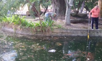 PEIXES MORTOS NO LAGO DA PRAÇA