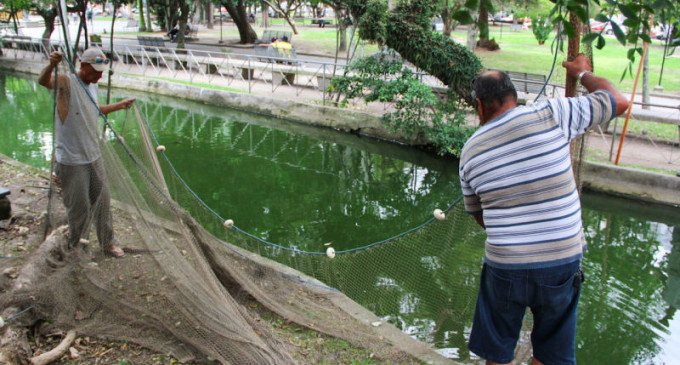 PRAÇA CEL PEDRO OSÓRIO : Prefeitura transfere peixes para a Baronesa