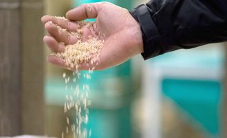 Preço do arroz começa a recuar após alta de 40% em 12 meses