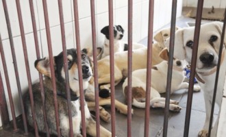 Prefeitura investiu R$ 973 mil em castração de animais