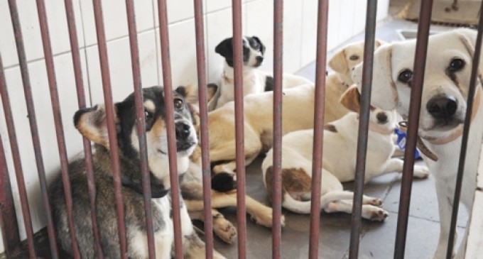 Prefeitura investiu R$ 973 mil em castração de animais