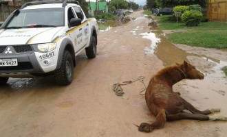 FATALIDADE : Cavalo é atingido por bala perdida em tentativa de homicídio no Areal