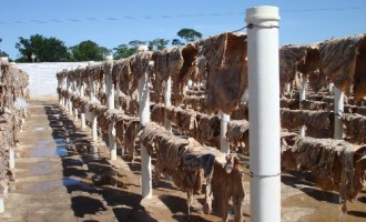 AGROINDÚSTRIA : Tradição do charque será recuperada