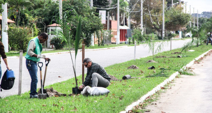 LARANJAL : Replantio de mudas no canteiro central