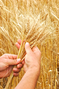 Encerrada a safra de verão, os produtores do Rio Grande do Sul se voltam para a de inverno, tendo na cultura do trigo sua principal atenção. 