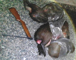 TRÊS animais silvestres já tinham sido abatidos Foto: Divulgação/Patram-BM 