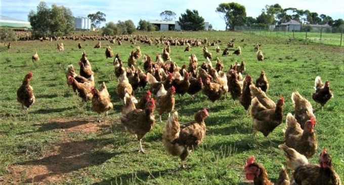 SDR, Embrapa e CAVG debatem fomento à avicultura colonial