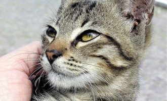Os gatos da Rua Gonçalves Chaves – Um grande desafio e um trabalho constante