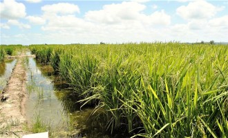 Entidades debatem altos custos de produção da lavoura arrozeira