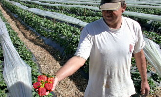 Produtores preparam-se para a Festa do Morango em Pelotas