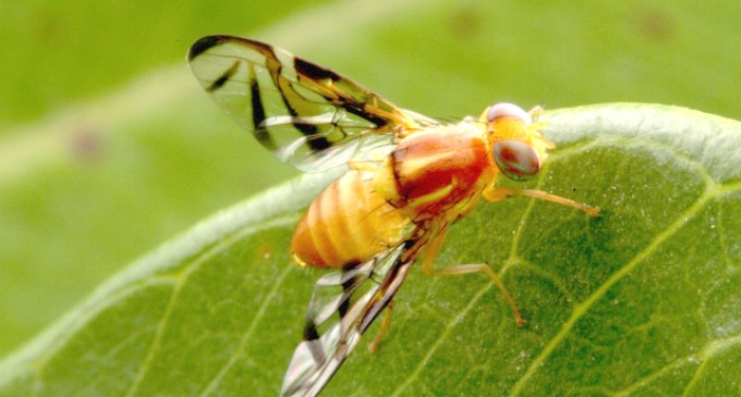 Começa o monitoramento das mosca-das-frutas nas regiões de Pelotas e na Serra