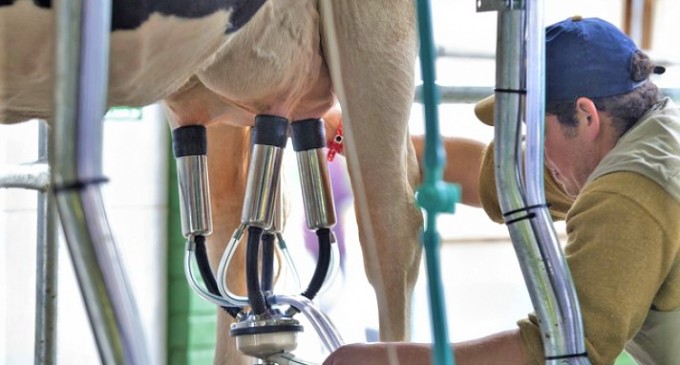 Preço do leite cai 4% no Rio Grande do Sul