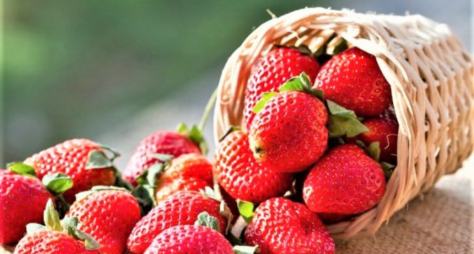 7ª Festa Municipal do Morango já tem programação definida