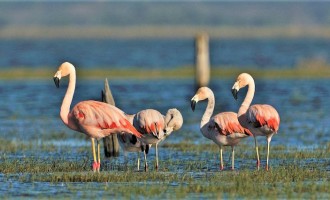 Lagoa do Peixe terá festival de aves