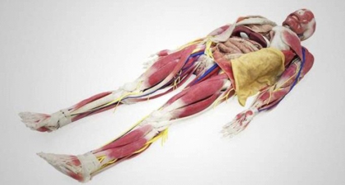 Cursos de medicina trocaram cadáveres por modelos sintéticos e plataformas de simulação