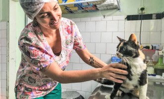 CÃES E GATOS :  Programa atinge o número de 14 mil animais castrados
