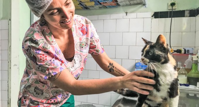 CÃES E GATOS :  Programa atinge o número de 14 mil animais castrados