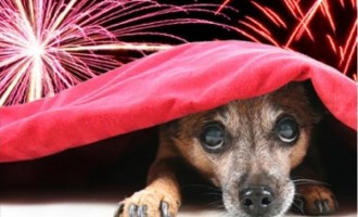 FOGOS DE ARTIFÍCIO : Cães com medo, o que fazer?