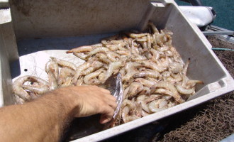 COLÔNIA Z3 : Pescadores estão otimistas com safra de camarão