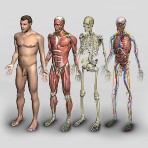 ANATOMIA 3D