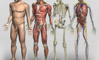 MEDICINA DA UCPEL : Alunos passam a contar com aulas de anatomia em 3D