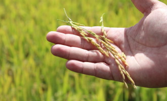 Mercado de arroz fecha ano comercial com saldo positivo de exportações