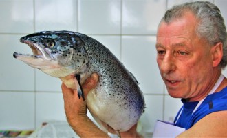 5ª Feira do Peixe em Pelotas projeta a venda de 20 toneladas