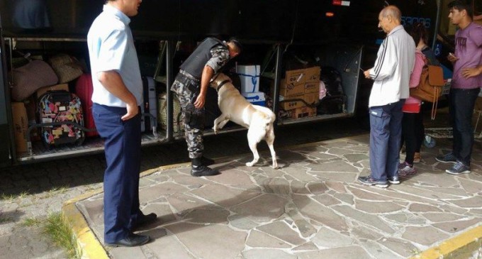 Brigada Militar realiza operação com cães em ônibus da cidade