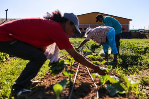 O que é plantado pelos integrantes do programa é levado por eles para casa.